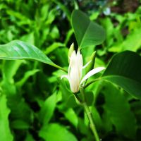 白兰花盆栽白玉兰树苗嫁接黄角兰黄桷兰黄玉兰花苗常绿树苗庭院苗 2年苗(40-50cm)明年开花