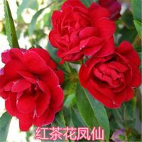 重瓣大花凤仙花种子指甲花种籽阳台盆栽简单易种学生实验花卉种孑 红茶花凤仙20粒