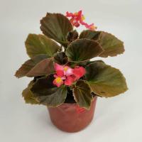 四季开花海棠 玻璃翠 丽格海棠 带花发货 室内盆栽 四季开花 红叶小花一盆(带盆高18cm)