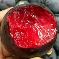 李子树苗嫁接脱骨无核脆甜蜂糖李子苗果树苗南方种植果苗当年结果 玫瑰李 两年精选小苗两颗装