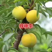 蜂糖李 嫁接蜂糖李子树苗 果树苗 果树树苗 新品种李子苗当年结果 两年苗[好成活] 80-100[公分高]