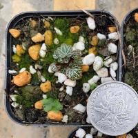 迷你绿植姬虎耳草姬雪之下微型盆栽造景素材日本品种素养山野草 小苗1盆