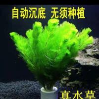 鱼缸水草植物绿菊水草造景活体植物绿羽毛淡水植物懒人水草 绿菊5支