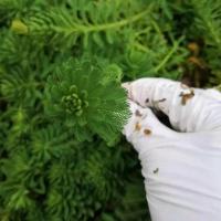 水生粉绿狐尾藻狐尾草 水菖蒲 水草室内耐阴水培植物净化水质造景 10棵狐尾藻10cm左右
