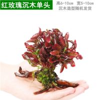 懒人水草新手鱼缸造景水草植物水榕水草水族箱造景沉木单头真水草 红玫瑰单头加沉木