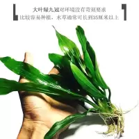 皇冠草水草 鱼缸水族箱造景水景装饰天然真水草活体植物大皇冠草 (不送环)
