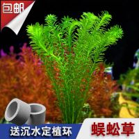 淡水草活体绿植物鱼缸水族箱龟缸真草养乌龟池蜈蚣草水芙蓉小浮萍 蜈蚣草10颗