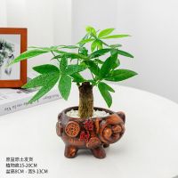 [顺丰]发财树盆栽室内好养绿植办公室桌面小盆栽除甲醛植物 招财猪陶瓷盆+单棵发财树 赠品[营养土+肥料]