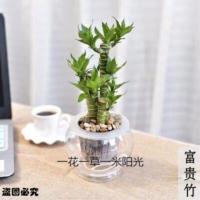 发财树富贵竹配陶瓷盆发财树盆栽绿植花卉植物栀子花荷花竹果树苗 富贵竹[不含盆]