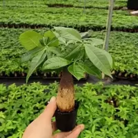 发财树盆栽室内客厅桌面绿植小盆景大发财树苗招财树吸甲醛植物 单杆发财树【原盆圆土】带盆