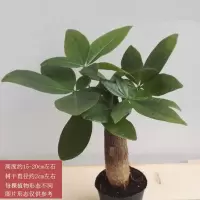 发财树盆栽室内客厅桌面绿植小盆栽大发财树苗招财树吸甲醛植物 1棵发财树【简易盆【2.5厘米粗左右