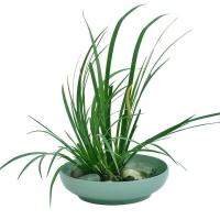 野生石菖蒲水培盆景附龙根 鱼缸养龟挺水培草滤水老桩盆栽绿植物 10根