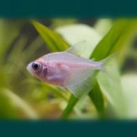 青苹果天使鱼柠檬天使鱼小型热观赏带鱼淡水鱼活体宠物鱼 白衣天使2条(3.5-4cm)