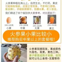 现摘火参果孕妇老人下火低糖应季水果新鲜罕见奇异水果批发海参果 火参果中果1个【偏小不够你吃】不推荐