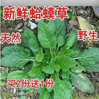 野生新鲜现挖蛤蟆皮草蟾蜍皮草癞蛤蟆草雪见草荔枝草蛤蟆草 一斤新鲜蛤蟆草(拍2斤送一斤)