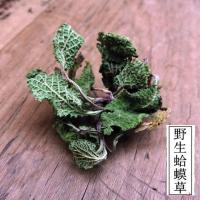 蛤蟆草新鲜整颗晒干荔枝草皱皮草雪见草带根整颗 50克