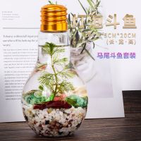 泰国斗鱼生态瓶套装观赏鱼小鱼耐养淡水鱼金鱼宠物活物热带冷水鱼 灯泡马尾斗鱼一条套装公母颜色随机