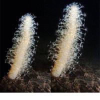 海仙人掌 海水生物 海鸡子 海鸡腿底层沙子海水观赏鱼珊瑚活体 5-8厘米1只