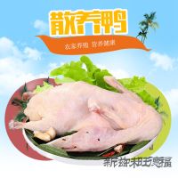 新鲜鸭子正宗农家散养土鸭麻鸭活体现杀鸭肉鸭头鸭脖子鸭肠鸭爪 新鲜鸭子 1只装