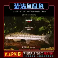 清道夫工具鱼金苔鼠胡子鱼大帆鱼白老鼠鱼清洁鱼底栖鱼观赏鱼活体 青苔鼠3条6-7cm