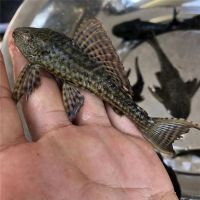 清道夫鱼活体淡水热带鱼草缸鱼缸清洁工专吃鱼屎藻类垃圾残余饲料 8-10厘米*1条