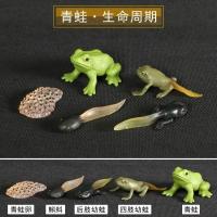 昆虫成长周期仿真模型儿童早教科普迷你动物小鸡小蝌蚪成长周期论 浅绿色