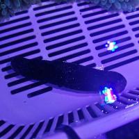 海参 海参活体 翻砂海参 黑海参 海水鱼鱼缸观赏海参 翻砂黑海参1只