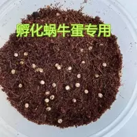 白玉蜗牛活体宠物学生科学实验巨型蜗牛观赏蜗牛养殖套装可产卵 椰土1包_