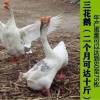 首选非洲鸵鸟苗活体特大种狮头鹅活体苗巨型正宗潮汕狮头鹅三花鹅 三花鹅苗一只价格 请购买五只以上才发货