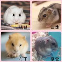 宠物小仓鼠活体三线熊金丝熊宝宝布丁紫仓奶茶牛熊情侣小仓鼠宠物 仓鼠(随机发不包活).. 公