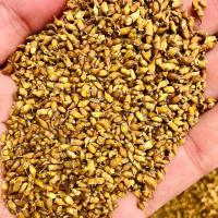 新货山东槐花茶沂蒙山槐米茶国槐熟槐米茶炒熟特级槐米茶 现炒熟槐米250g