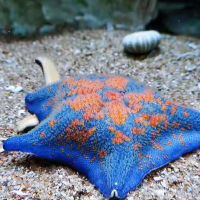 海星活宠物活体野生海水鱼缸迷你海洋生物观赏动物活的翻砂小海星 一只海星（5cm左右）_