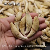 黑狗牙吊坠项链手脚链真藏獒牙齿护身符挂件狼牙男士宝宝女模金符 原牙[2.5-3.0]免费打孔刻字