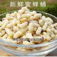 雄蜂蛹 马蜂蛹 野生蜂蛹油炸蜂蛹蜂蛹蜂场自产雄蜂蛹蜜蜂幼虫50g