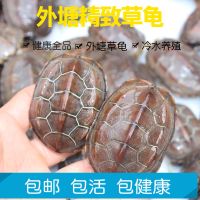 中华草龟乌龟活体外塘小墨龟苗宠物龟金线龟长寿龟招财龟小乌龟 2-3小苗送龟饲料 单身1只