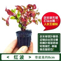 鱼缸造景前景爬地矮珍珠 水草坪迷你矮淡水活体植物易养阴性 趴地 红波