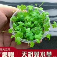 鱼缸造景天湖葵天胡荽前景草阴性真水草坪活体淡水爬地有茎类植物 天湖一盆(拍二送一)