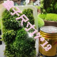 苔藓微景观青苔盆景装饰造景植物铺面鲜活假山水陆缸diy室内绿植 优质白发藓（17*12） 2盒