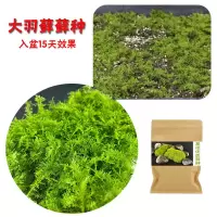 苔藓青苔孢粉假山吸水石盆景盆栽绿化微景观草植物铺面装饰 大羽藓孢子粉 20g
