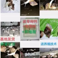 白玉蜗牛活物活体宠物学生科学科普实验观赏白玉蜗牛新手养殖套餐 蜗牛专用钙土