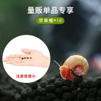 鱼缸虾缸三湖缸除藻螺除藻套餐观赏螺汽水螺螺蜗牛活体宠物螺 苹果螺*10