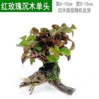 鱼缸造景沉木水草装饰懒人水草新手鱼缸造景植物水榕花色类草活体 红玫瑰沉木单头