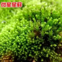 上水石吸水石盆景盆栽青苔苔藓种子孢子粉微景观鲜活植物种籽铺面 微星星苔藓孢子粉10克