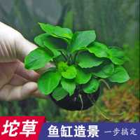 淡水鱼缸活体造景装饰懒人坨草金钱榕小型水榕真水草无需底沙co2 金钱榕坨草(底座约5厘米)