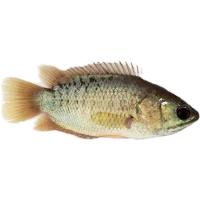 攀鲈 活体龟壳过山鲫活体 原生鱼热带鱼辟邪鱼会走路活体凶猛鱼 2-6公分攀卢鱼一条