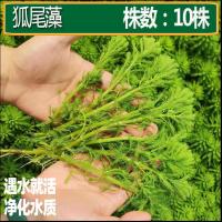 粉绿狐尾藻进化水质观叶小龙虾螃蟹乌龟水培植物盆栽鱼缸淡水造景 狐尾藻10根