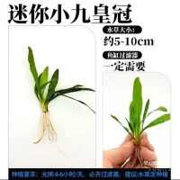 一袋10颗水下叶迷你九冠前景草鱼缸活体水草真水草批发 一袋(10颗)