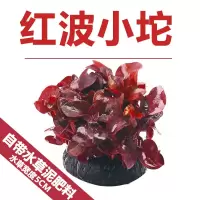 新手水草鱼缸水族造景水榕沉木活体淡水无土植物后景有茎真水草 红波小坨