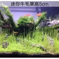 水草种子迷你对叶草鱼缸前景草速成草坪种子水族箱造景牛毛草种子 牛毛草200粒试种