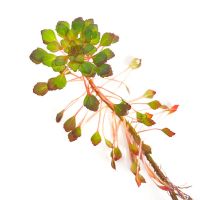 水上烟花黄花菱水丁香浮萍水草水生水培植物鱼缸花盆养殖 水上烟花一颗